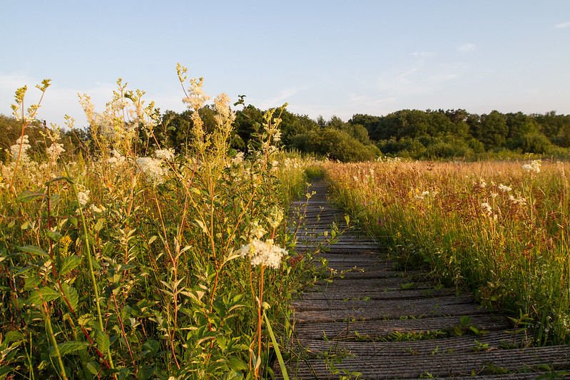 Here is my contribution to the #PeatCalendar for #PeatNeeds. The photo was taken at Valley of Zwarte Beek Belgium 🇧🇪. This year's theme for #PeatCalendar is 'Boardwalks'.
@PeatlandECR
#PeatTwitter #PeatECR