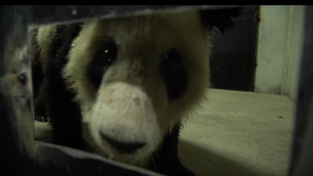 BeijingDiscover's tweet photo. #YAYA reached Shanghai at 4:26 p.m. (Beijing Time) on April 27. A team of experts from the Beijing Zoo will stay at the quarantine site to provide continuous support and care. 
#BeijingNews (Photo: CCTV News/Qilu Evening News/National Forestry and Grassland Administration) https://t.co/GMcBDmAUZN