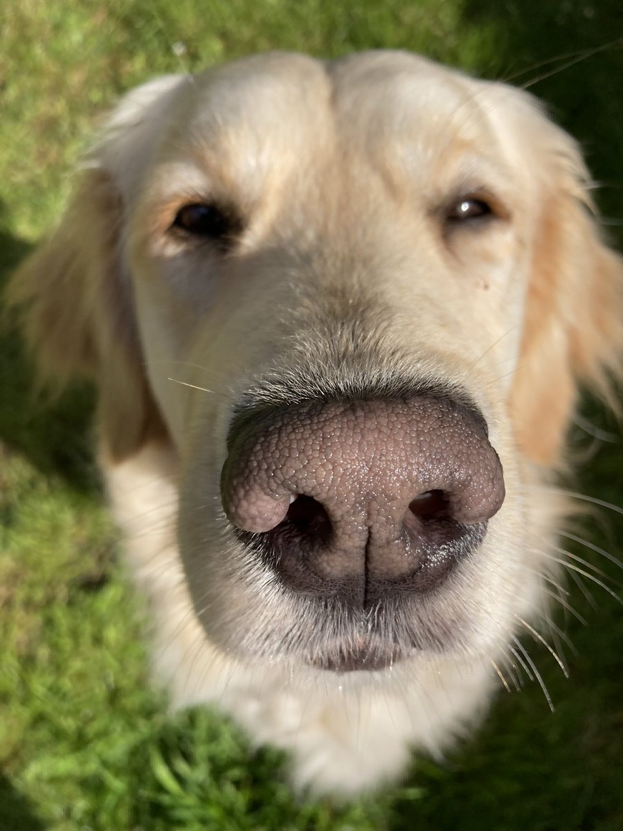 WelshPurpleTree's tweet photo. Got a doggy friend for the morning. This is trainee Guide Dog Cariad @guidedogscymru #guidedogs #traineeGuideDog https://t.co/5hGfakQbAZ