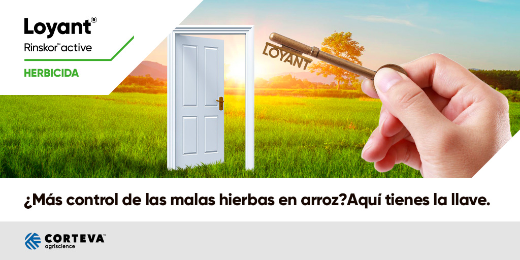 Acabar con las malas hierbas en tu cultivo de arroz es posible con Loyant®, gracias a su amplio espectro de control, flexibilidad de uso y modo de acción diferenciado que le garantiza Rinskor™ active. ¡Abre la puerta a un nuevo mundo de posibilidades en tu estrategia herbicida!