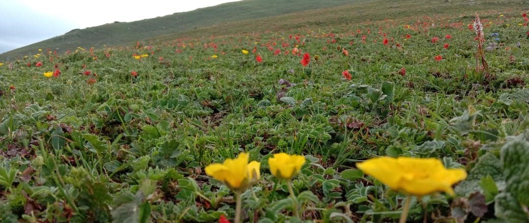 DabhadePrit2's tweet photo. Experience nature's beauty in Kupwara
#KupwaraAdventures
#ExploreKupwara
#KupwaraEscapades
#DiscoverKupwara
#KupwaraParadise https://t.co/kLjJr9xUhR
