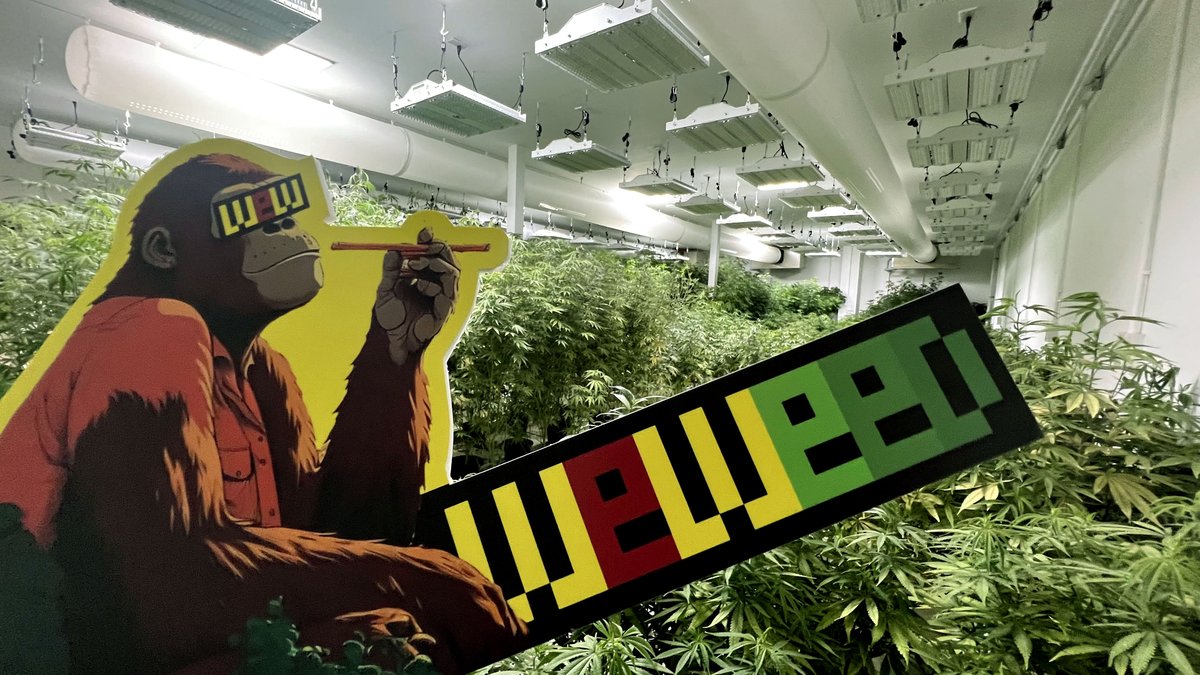 WeWeed_NFT's tweet photo. Happy Friday🥦
#NFTs #weWeed #Mmemberville #StonerFam #NFTCommumity #weedsmokers #WeedLife #WeedLovers #Smokers #weed  #nft  #thailand #weedthailand #Weed420 https://t.co/2Ff26KJLOK