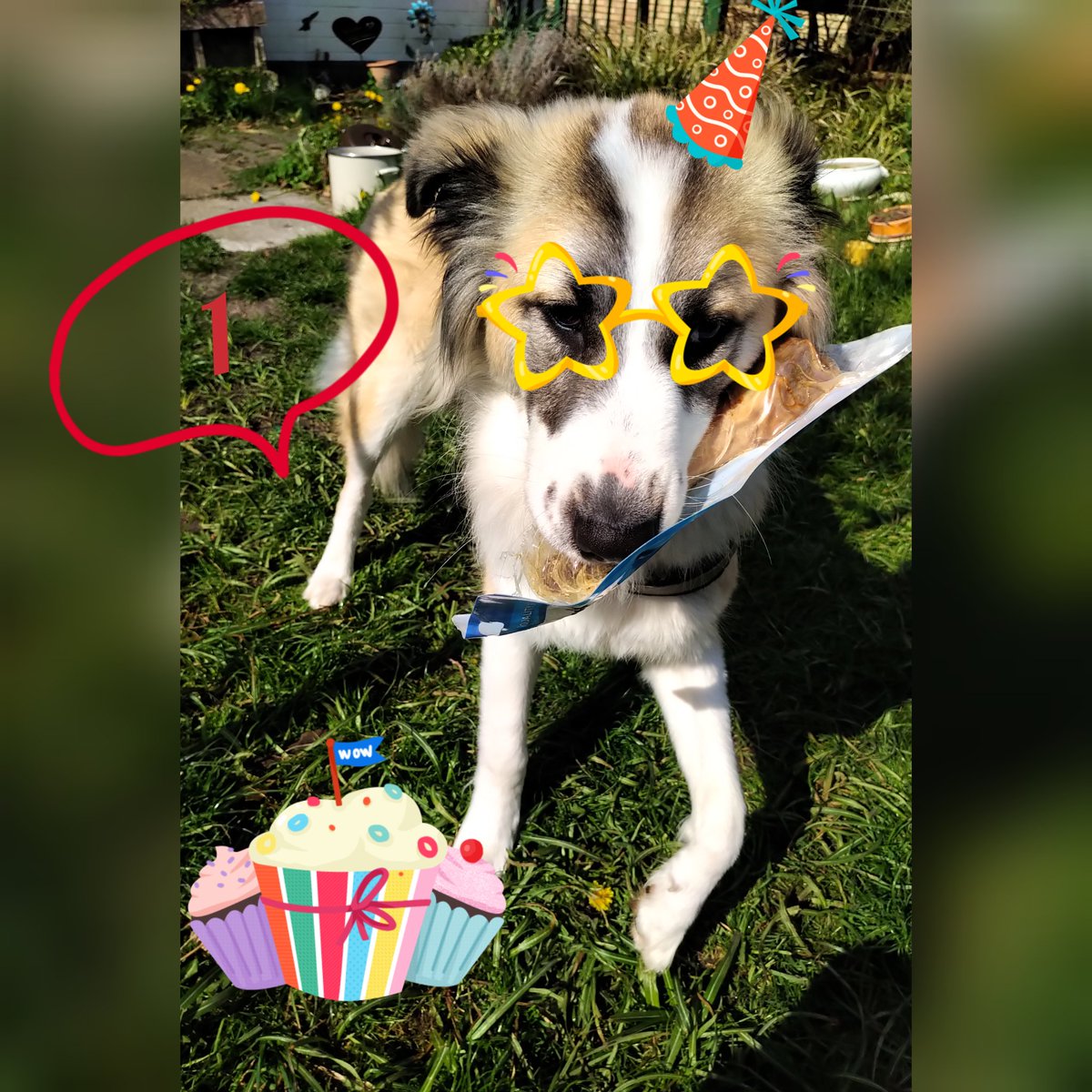 Ich hab Geburtstag! Bin ein Jahr alt!! Kommt alle zu Wurstwasser und Keksen!!