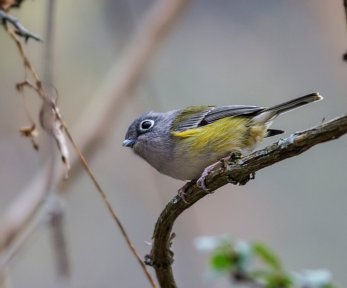 Green Shrike Babbler - Sichuan birds show a strong eyering. Formerly classified as Babbler, now in with  Vireos - last saw/heard a month ago on a very misty Emei Mtn - but pic is from Tangjiahe. Often in mixed flocks with a repetitive, tit-like, single note call #BirdsSeenIn2023