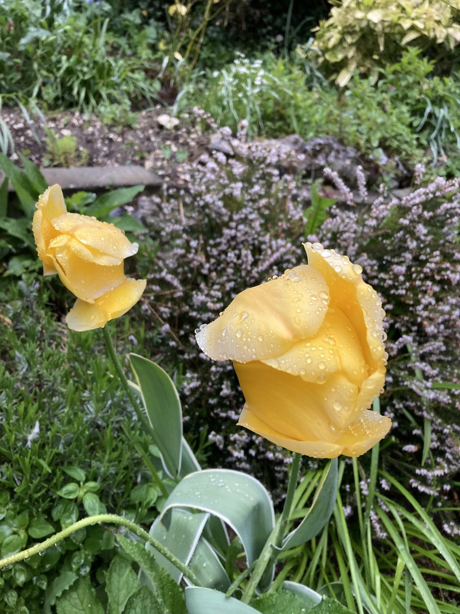 PeterStothard1's tweet photo. A wonderful audience this morning for the famed Ancient World  Breakfast Club ⁦@GandLSchool⁩ where we talked about Crassus and Vitellius. Rather than adding a second picture of brutal death, here is a tulip in the rain. ⁦@orionbooks⁩ ⁦@OUPAcademic⁩ https://t.co/K6Y7jhub4J