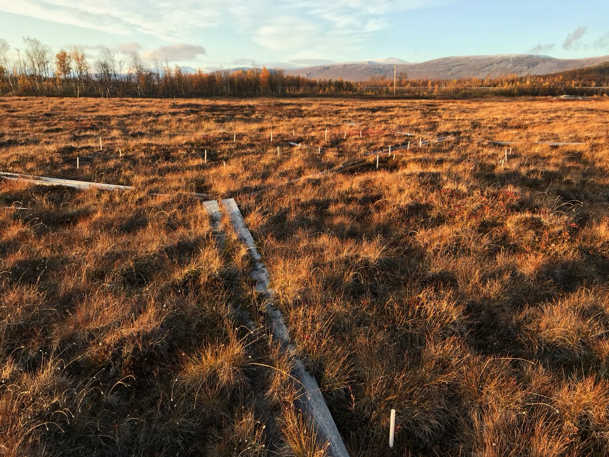 Here is my contribution to #PeatCalendar for #PeatNeeds with this years theme 'Boadwalks'.
This picture was taken in 2020 during my first ever visit to Abisko,northern Sweden 🇸🇪 when I had just started my PhD & the evening light was magical🥰

@PeatlandECR 
#PeatTwitter 
#PeatECR