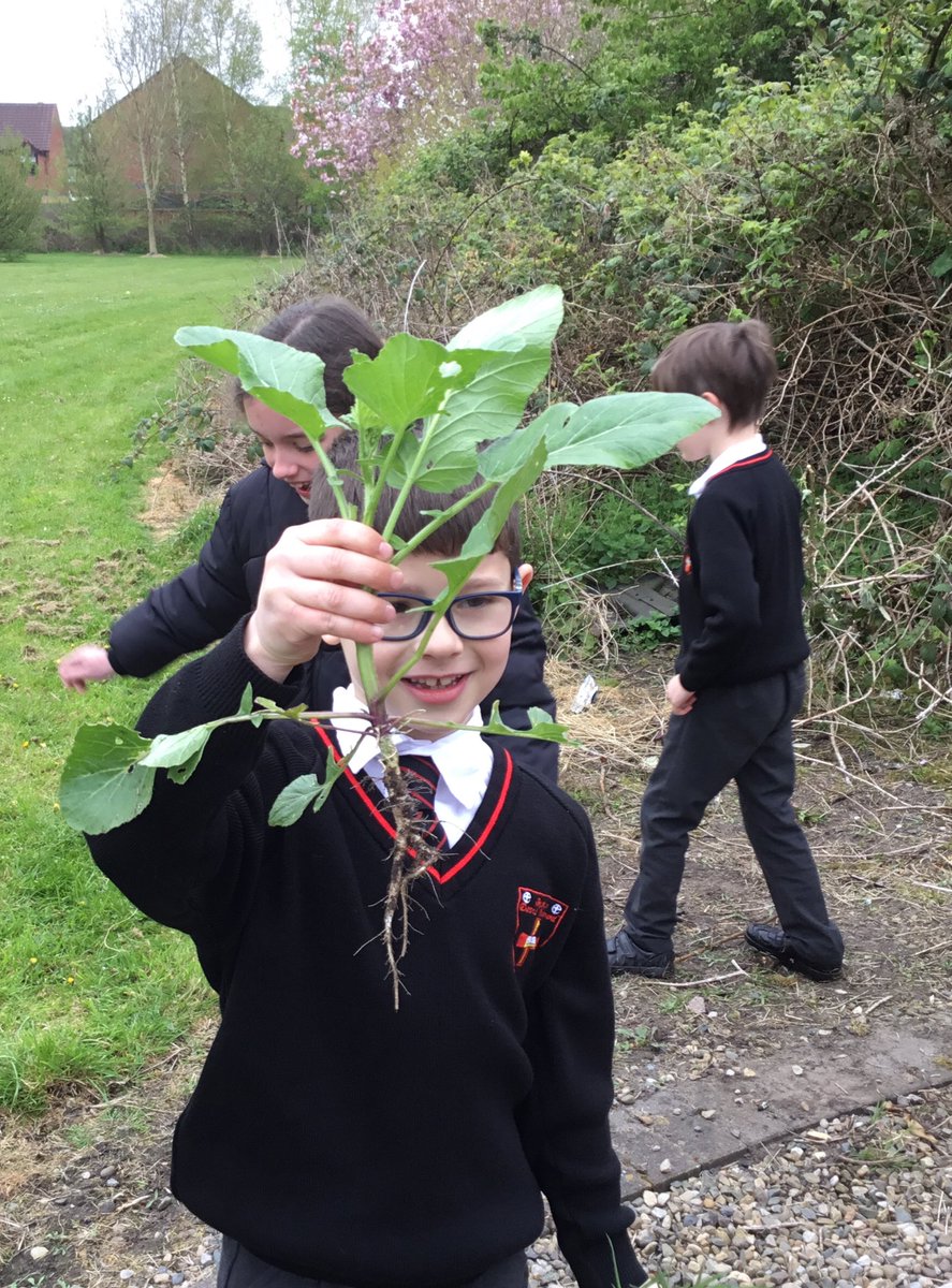 BDS_school's tweet photo. In science, year 3 are learning about plants. Today we have been finding out about the function of the petals,leaves,roots and stems.#BDSyear3 #BDSscience #plants #nature @BBCScienceNews @STEMLearningUK @BritSciAssociat https://t.co/SDTFVgUH6h