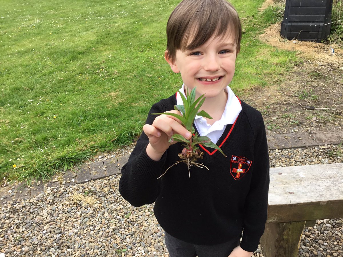 BDS_school's tweet photo. In science, year 3 are learning about plants. Today we have been finding out about the function of the petals,leaves,roots and stems.#BDSyear3 #BDSscience #plants #nature @BBCScienceNews @STEMLearningUK @BritSciAssociat https://t.co/SDTFVgUH6h