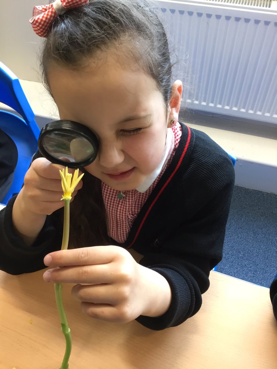 BDS_school's tweet photo. In science, year 3 are learning about plants. Today we have been finding out about the function of the petals,leaves,roots and stems.#BDSyear3 #BDSscience #plants #nature @BBCScienceNews @STEMLearningUK @BritSciAssociat https://t.co/SDTFVgUH6h