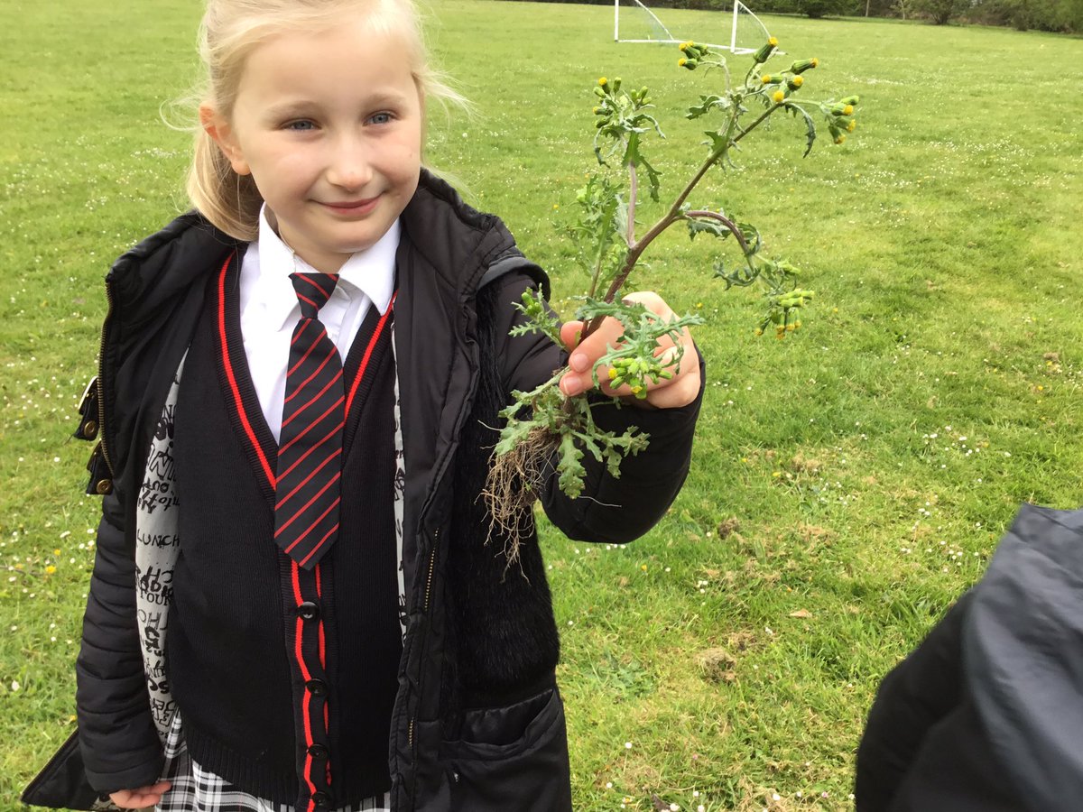 BDS_school's tweet photo. In science, year 3 are learning about plants. Today we have been finding out about the function of the petals,leaves,roots and stems.#BDSyear3 #BDSscience #plants #nature @BBCScienceNews @STEMLearningUK @BritSciAssociat https://t.co/SDTFVgUH6h