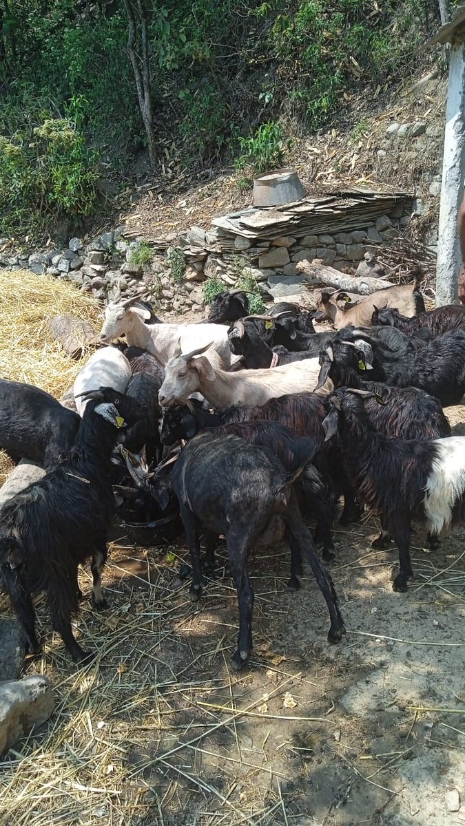 fiurudraprayag's tweet photo. मुख्य पशुचिकित्साधिकारी महोदय के दिशानिर्देशन में जनपद में गोट वैली योजनान्तर्गत विकासखंड जखोली के ग्राम दरमोला, शीशों, तैला में 5 लाभार्थियों को 10 -10 स्वस्थ बकरियां वितरित की गयीं! #AnimalHealth #GoatsDistribution @pashudhanUK @basava_ias @mdusgcf @aviddn @CVO_rudraprayag https://t.co/PAW14M92rX