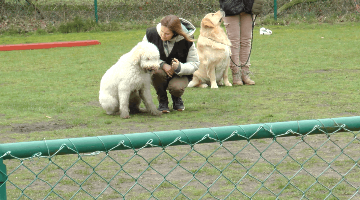 APJournalistiek's tweet photo. Is mijn hond wel blij dat die hier is? Een goede band tussen baasje en hond is hierbij belangrijk. Binnenkort lees je alles over de zoektocht naar hondengeluk op Hondengeheimen.
#honden #geluk #huisdieren https://t.co/sFF3RTg4mR