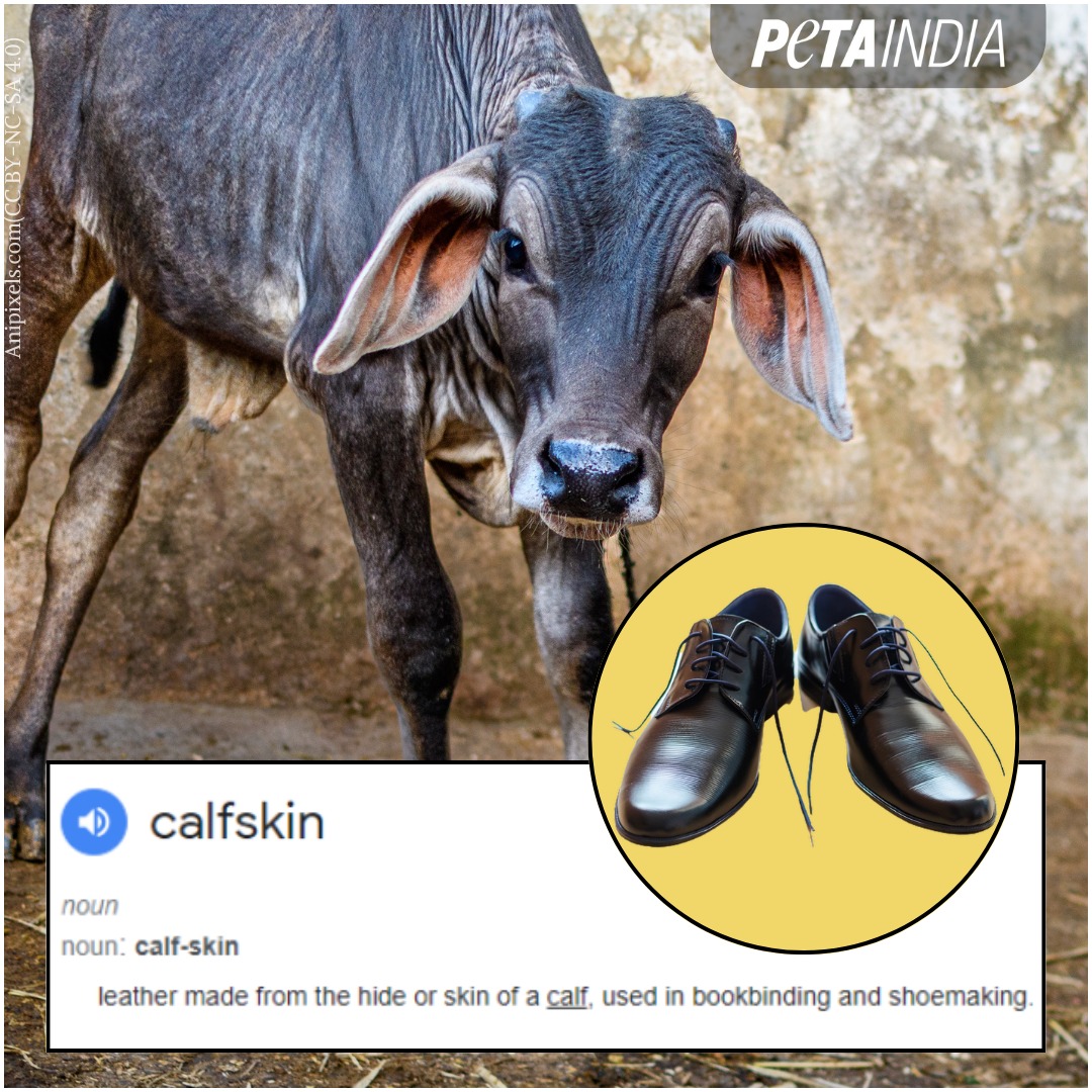PETA India tweet media