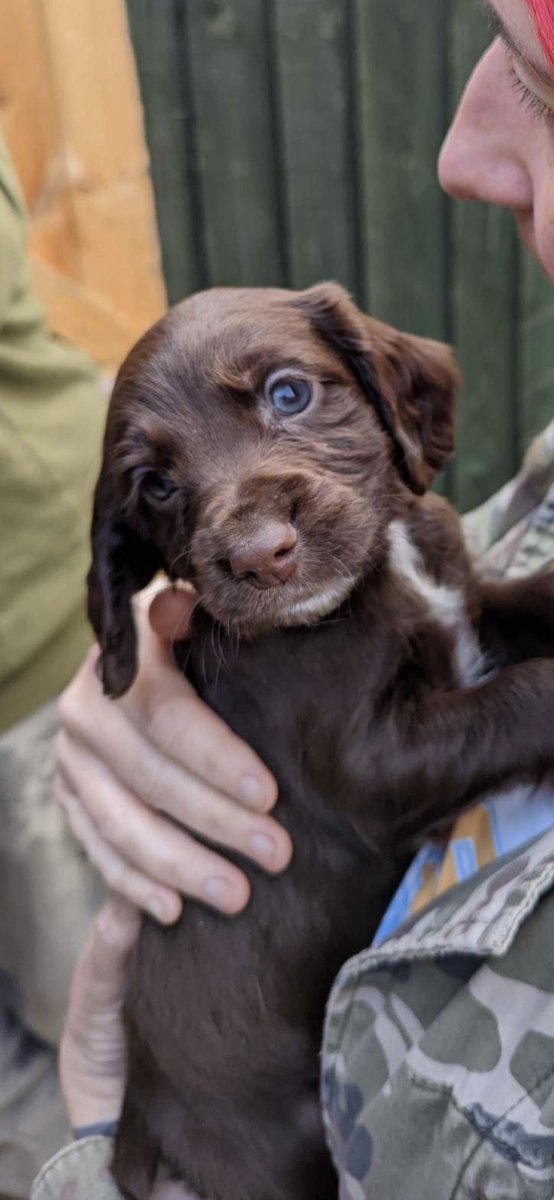 Introducing Hank, who will be ours on the 14th of May. He already has a big sister and so much love waiting for him ❤️ #puppylove