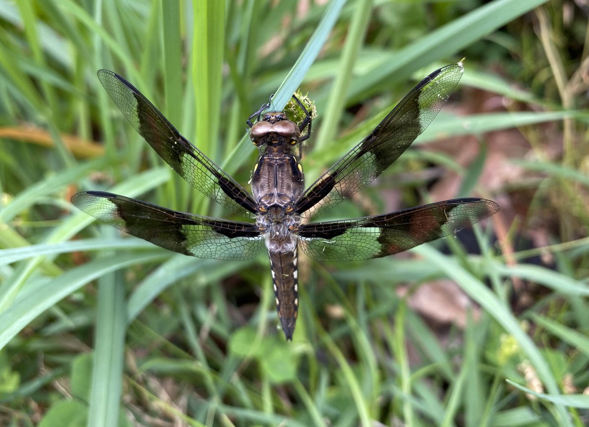 Little man ignored my lawnmower completely. Been a busy week. Plenty of new content in the making! Keep following here and at UnArtedTerritory.Etsy.com to see it! #dragonfly #nature #giveartnotcrap #naturephotograpy #bugslife #buyintoart #ayearforart #fridaymorning #FridayVibes
