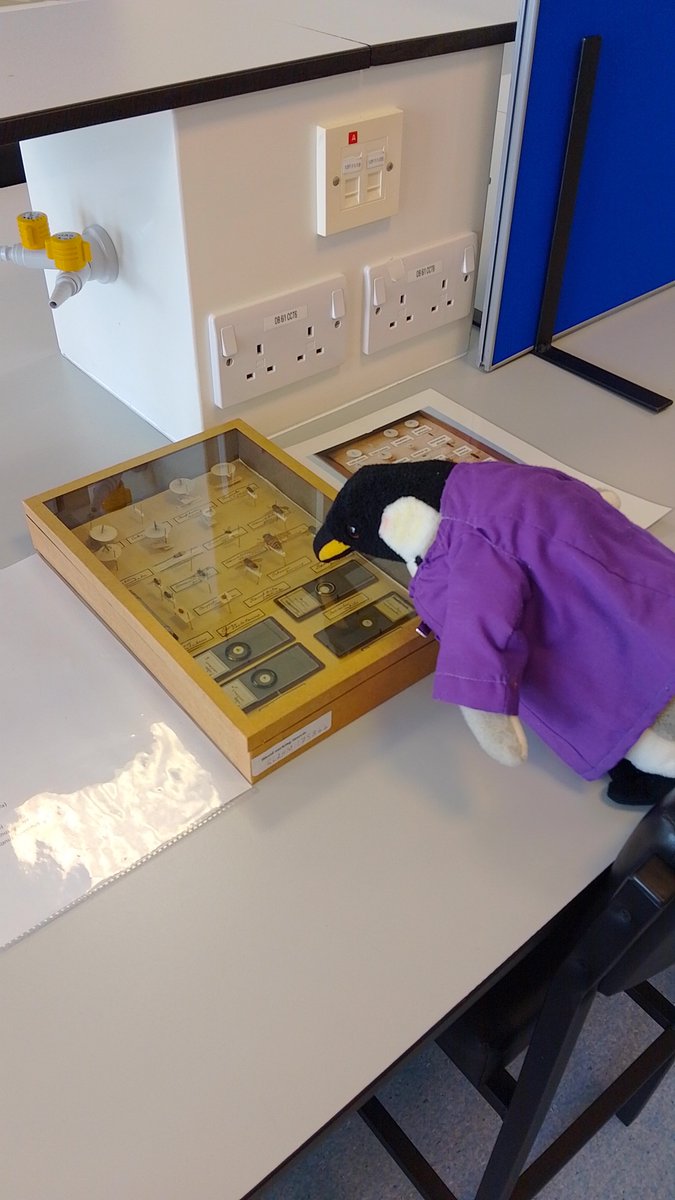 henry_science's tweet photo. Sid &amp; I enjoyed being back at parasitology primary school labs this week! We've had fun meeting lots of enthusiastic future scientists with @hanniepower @jane_munday @Hammarton_lab @lvcarruthers @claireldonald @NicolaVeitchUoG @ModrzynskaLab @GraceGilI &amp; all the other volunteers! https://t.co/xP17Ew5V4b
