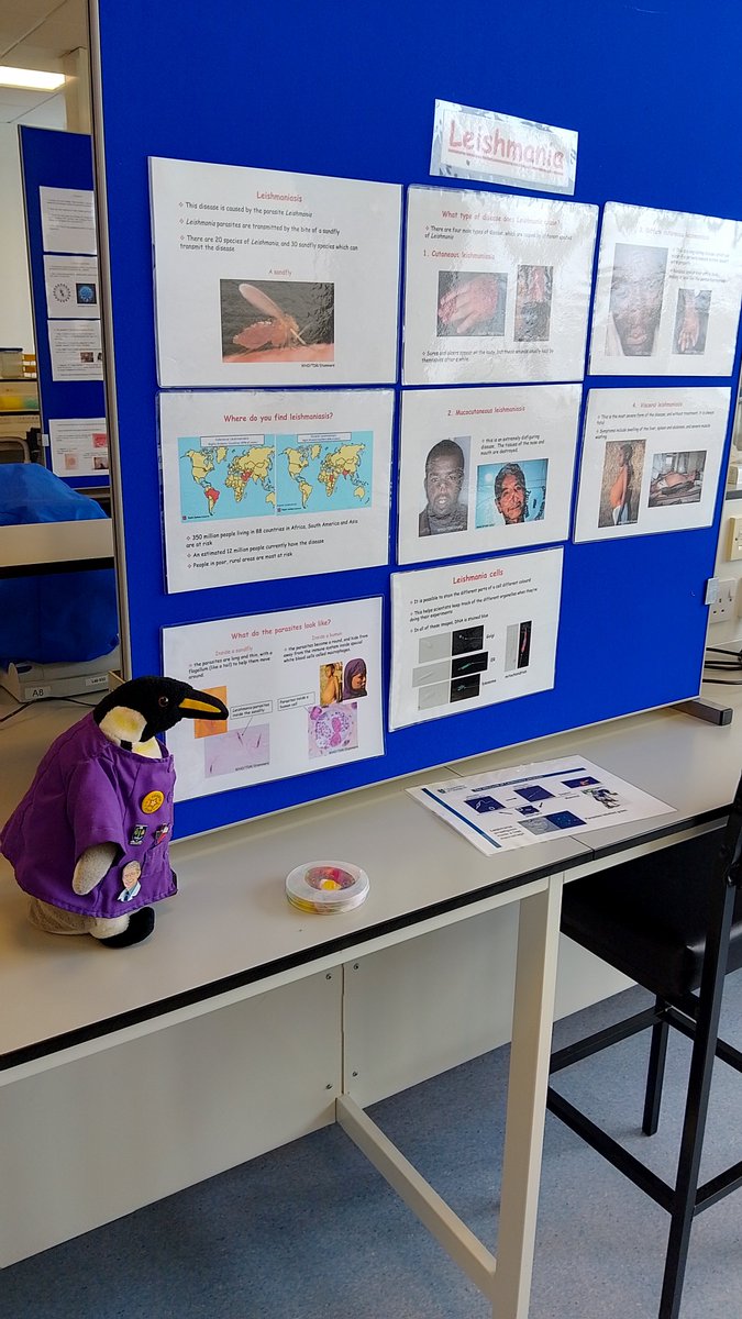 henry_science's tweet photo. Sid &amp; I enjoyed being back at parasitology primary school labs this week! We've had fun meeting lots of enthusiastic future scientists with @hanniepower @jane_munday @Hammarton_lab @lvcarruthers @claireldonald @NicolaVeitchUoG @ModrzynskaLab @GraceGilI &amp; all the other volunteers! https://t.co/xP17Ew5V4b