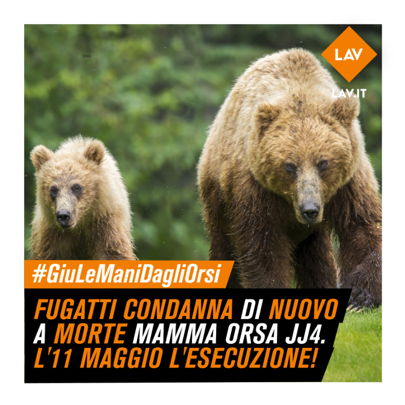 LAV_Italia's tweet photo. 🔴Nuovo folle ordine di @MaurizioFugatti per uccidere mamma orsa #JJ4 dall'11 maggio!

LAV ricorre nuovamente al TAR, diffida Asl veterinaria @ProvinciaTrento a eseguire uccisione e si appella a @matteosalvinimi per fermare questa spietata vendetta contro gli orsi!
