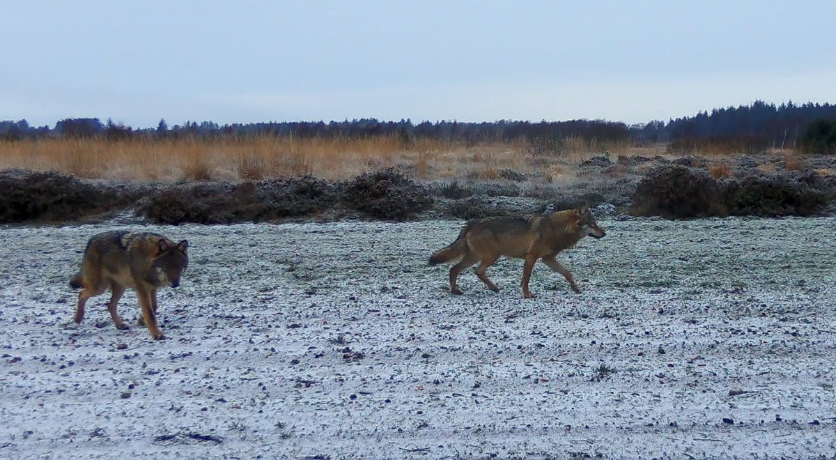 MortenDDHansen's tweet photo. Lad os regne lidt i biomasse i DK.

Ulve: 1.500 kg.
Skarver: 300.000 kg. 
Sæler: 2.000.000 kg. 
Mennesker: 450.000.000 kg. 

Ved I hvad? Hvis man regner på det, er det HELT SIKKERT skarver, sæler og ulve, der er problemet. #dkpol https://t.co/symxrjg0qi