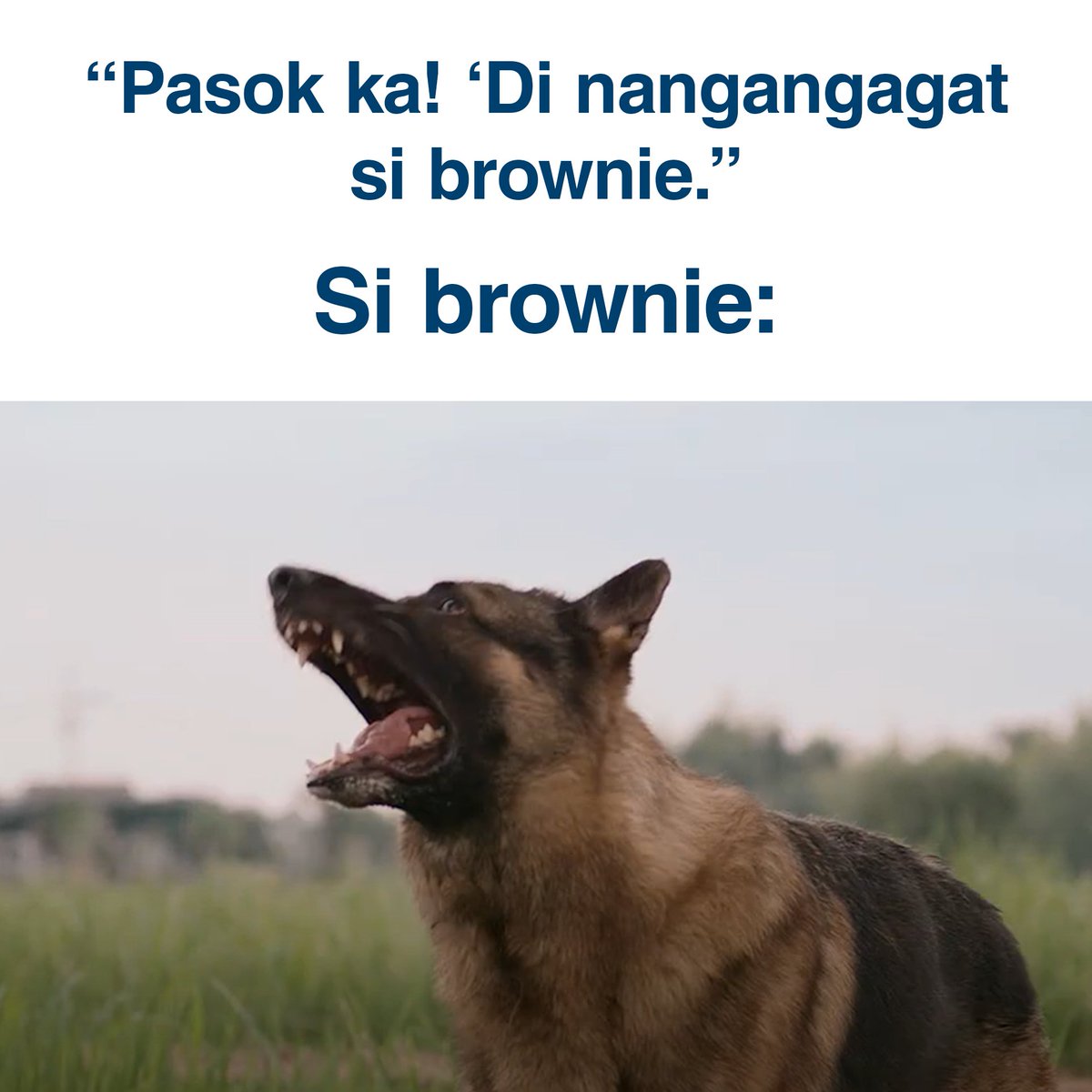 OrocanPH's tweet photo. Cute naman si Brownie ah... 
#OrocanNomi #MatibayKahitBaligtarinMoPa

ASC Ref. No. A034N011823OS https://t.co/60T2ezbJSL