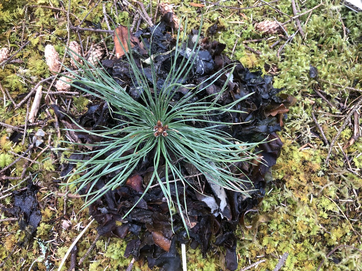 christine mackey tweet media