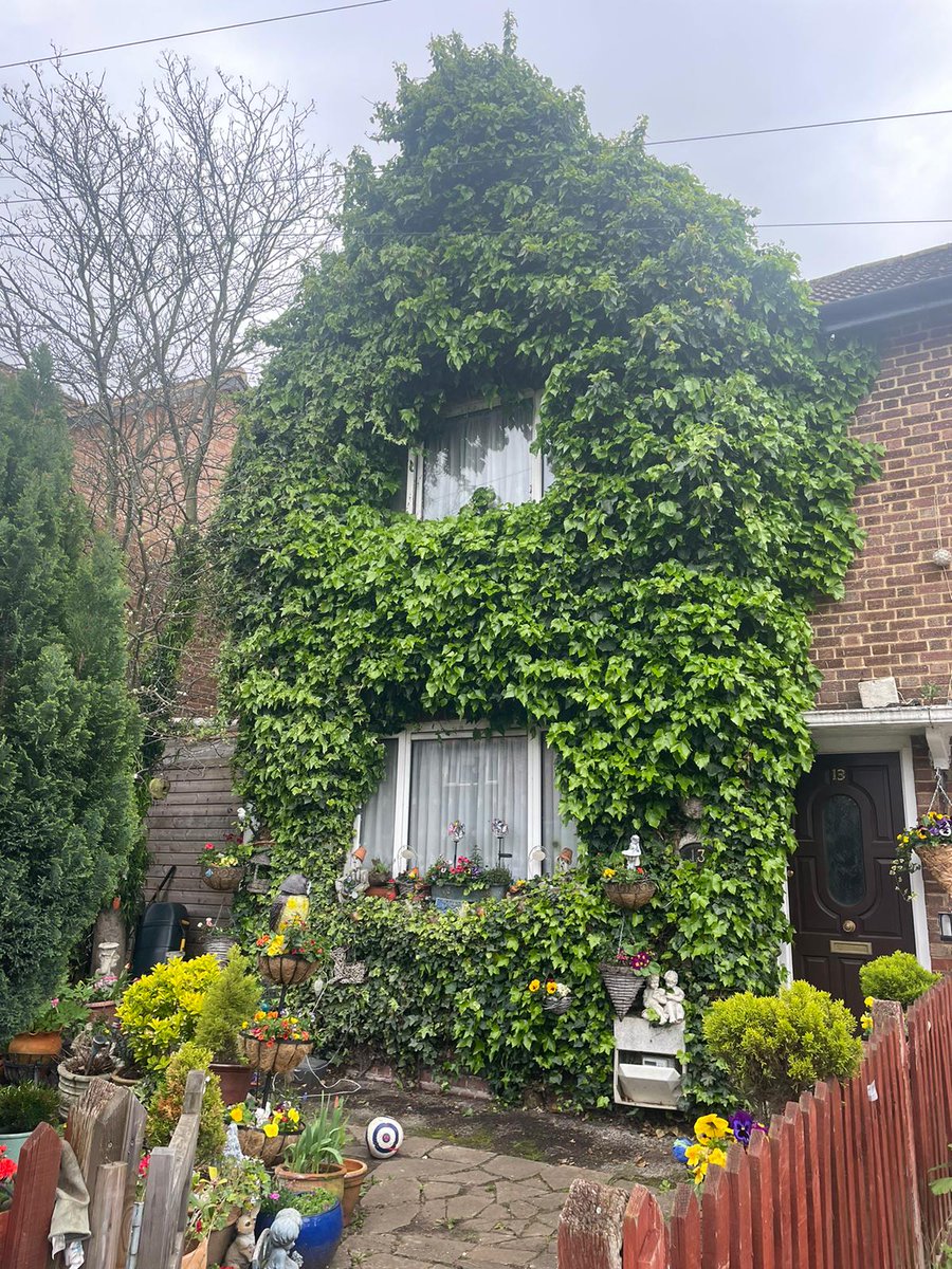 PetershamGarden's tweet photo. DON'T LET IVY DRIVE YOU UP THE WALL... ⠀ 
⠀ 
... give it a good trim!
⠀
#beforeandafter #beforeandaftergarden #ivy #ivycovered #pruning #trimming #gardenmaintenance #garden #gardening #plants #climbers #ivyphotography  #stephencharleslandscapesdesign #stephencharleslandscapes https://t.co/eii8JWERD9