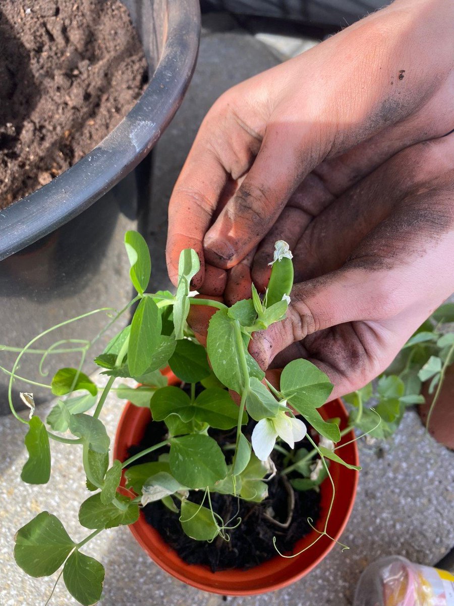 HighfieldLA's tweet photo. Potting on our seedlings at Eco Club. Our pea plants are thriving in the sunny spot on the balcony! #EcoStars https://t.co/ZO10R3sy2w