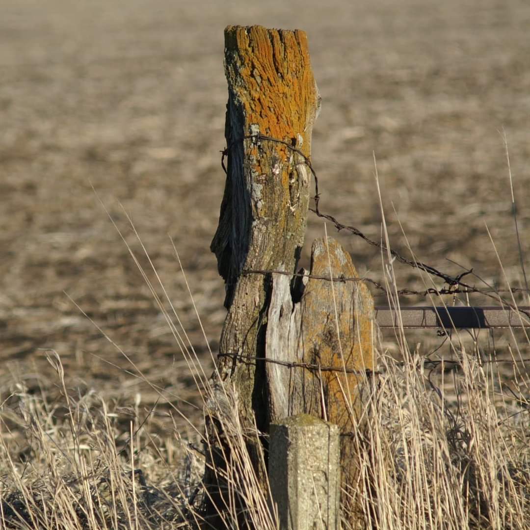 WKevinNelson's tweet photo. Good morning!☀️
#TodayisaGift #Friday #April #SpringinIllinois #FencepostFriday #Hedge_Post #EveryDaysaBlessing #ThankfulforToday https://t.co/YWpZ7JyWUH
