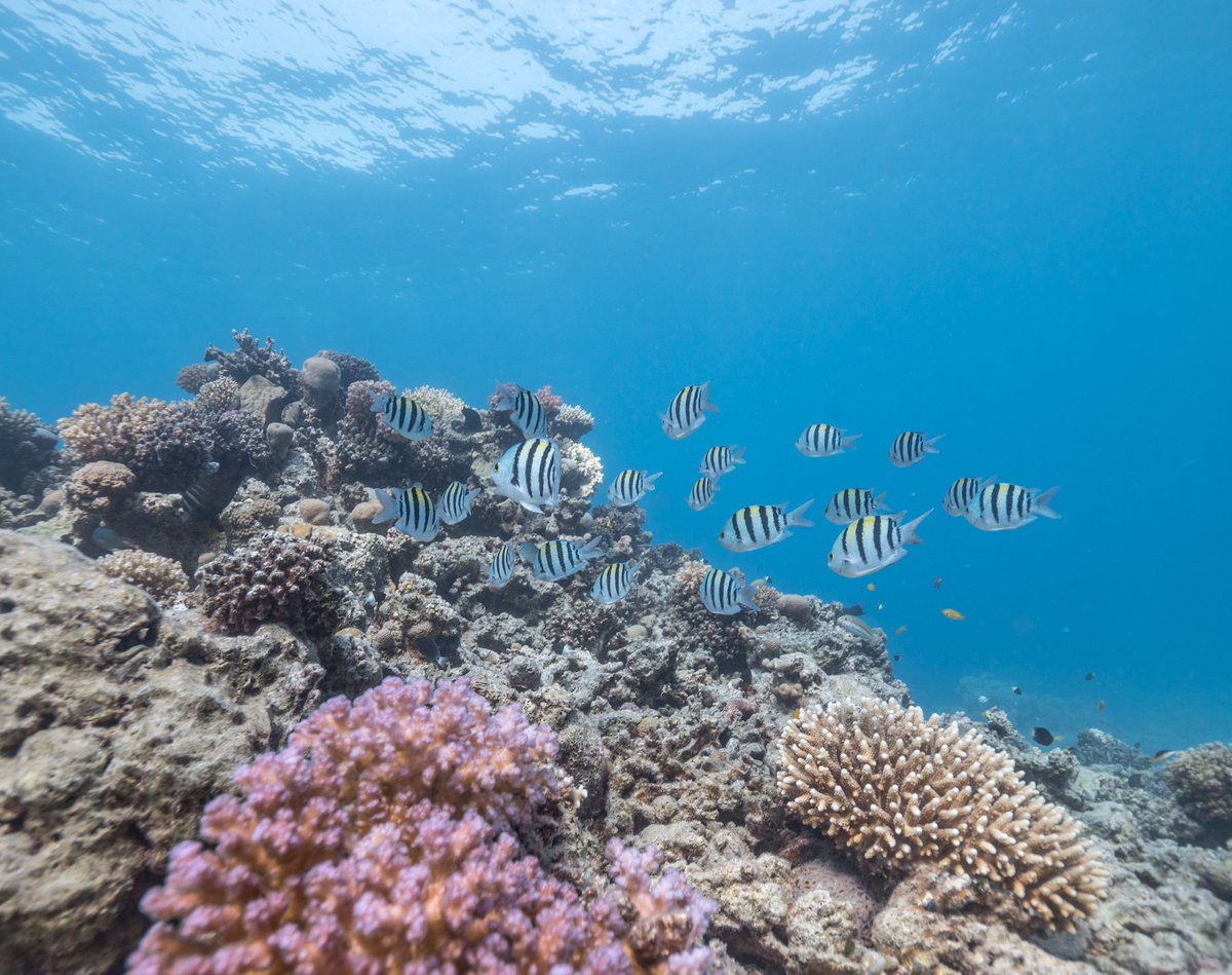 OberoiSahlHash's tweet photo. Immerse yourself into the captivating underwater world of the #RedSea #MyOberoi #NaturalWorld #Diving #Salahasheesh https://t.co/dTZdfmte4W