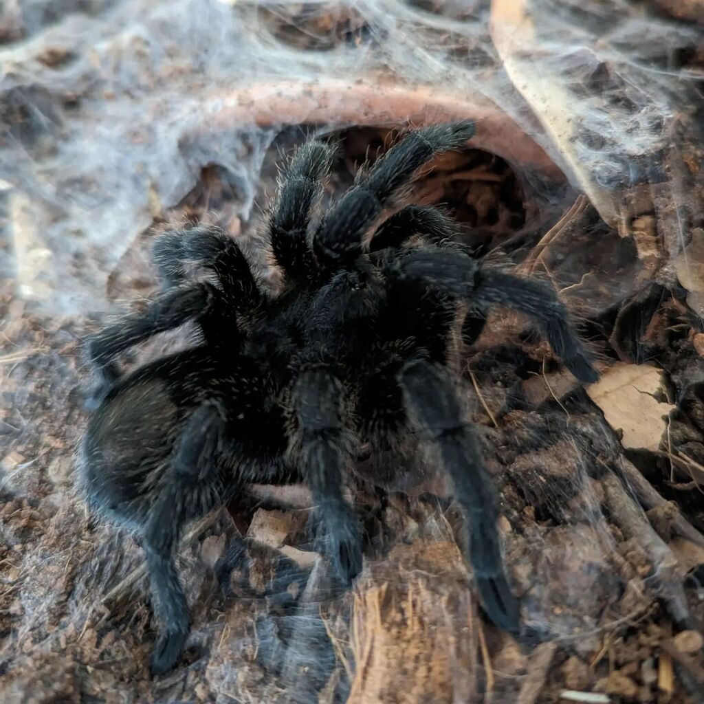 there's something special about a fluffy, jet black, eight-legged, hamster sized critter.

#grammostolapulchra #spidersofinstagram instagr.am/p/Crku5JRLTLU/