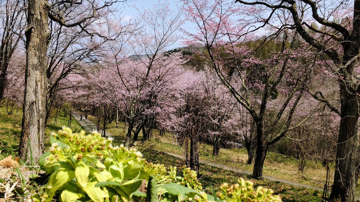 loot321's tweet photo. こんルートです\( ᐙ )/
北海道(ちょっと外れの方)にも春が来たぞぉぉぉ＼( '��')／ウオアアアアアア！！
という事で彼女と花見って来ました(´>∀<｀)ゝ))ｴﾍﾍ
みなにも届け、春よ🌸 https://t.co/aQRrtAemmW
