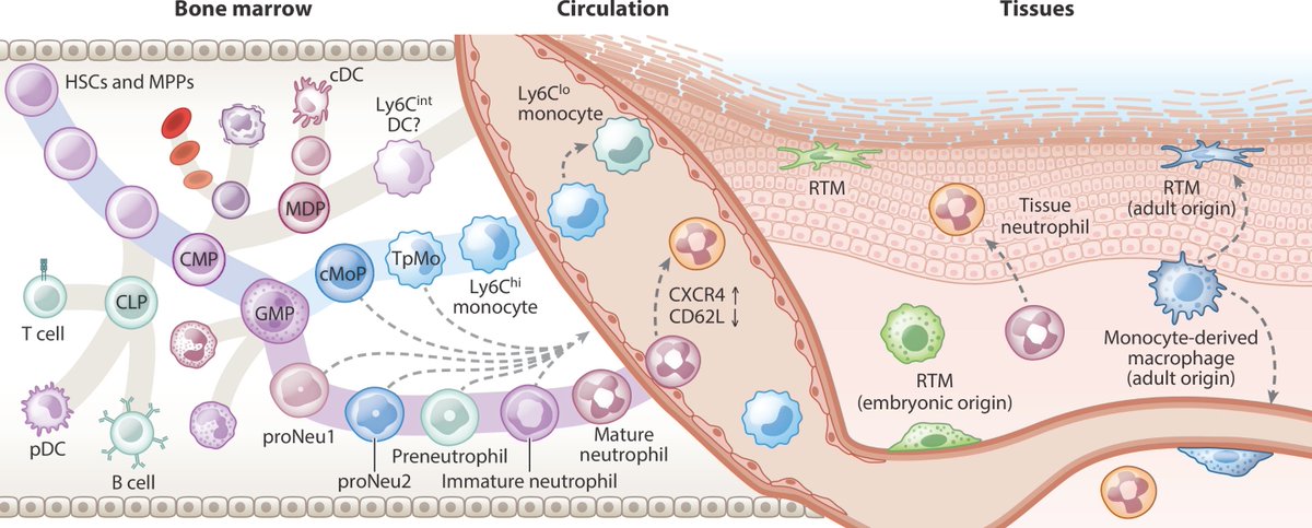 Lai Guan NG (@lai9uan) on Twitter photo We are thrilled to share our review article: "Origin and Heterogeneity of Tissue Myeloid Cells" with <a href="/FGinhoux/">@realFlorentGinhoux</a> <a href="/ImmanuelKwok/">Immanuel Kwok</a> #ZhaoyuanLiu in <a href="/AnnualReviews/">Annual Reviews</a> of #immunology
annualreviews.org/doi/full/10.11… We are thrilled to share our review article: "Origin and Heterogeneity of Tissue Myeloid Cells" with <a href="/FGinhoux/">@realFlorentGinhoux</a> <a href="/ImmanuelKwok/">Immanuel Kwok</a> #ZhaoyuanLiu in <a href="/AnnualReviews/">Annual Reviews</a> of #immunology
annualreviews.org/doi/full/10.11…