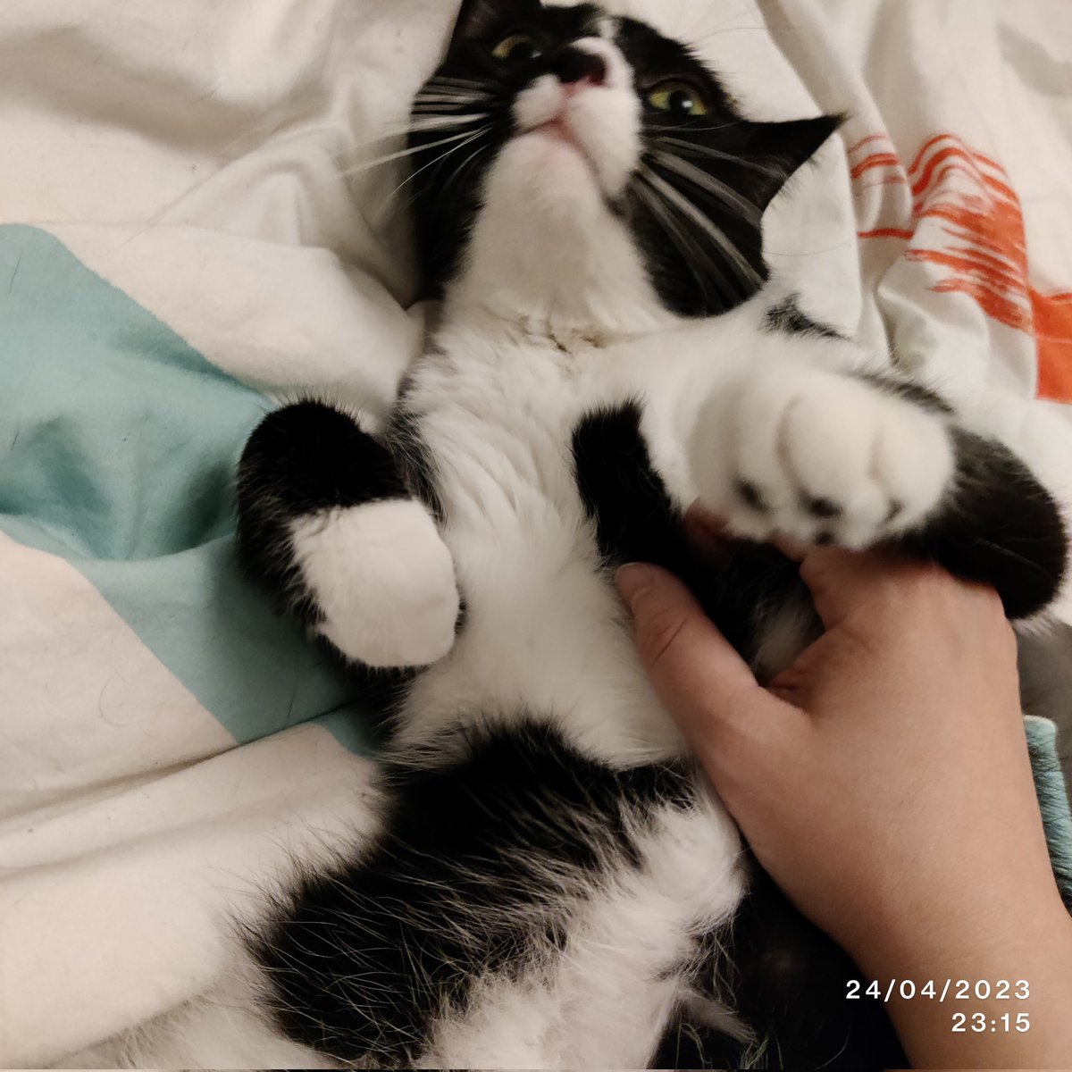 ✨💤Maes 😼 ♂️ et Michoko 😽 ♂️ tweet media