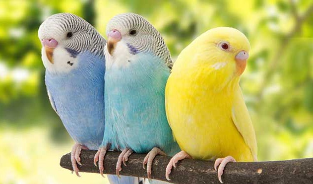 বাজিগর পাখি পোষেও বেকারত্বকে বিদায় জানানো সহজ পথ