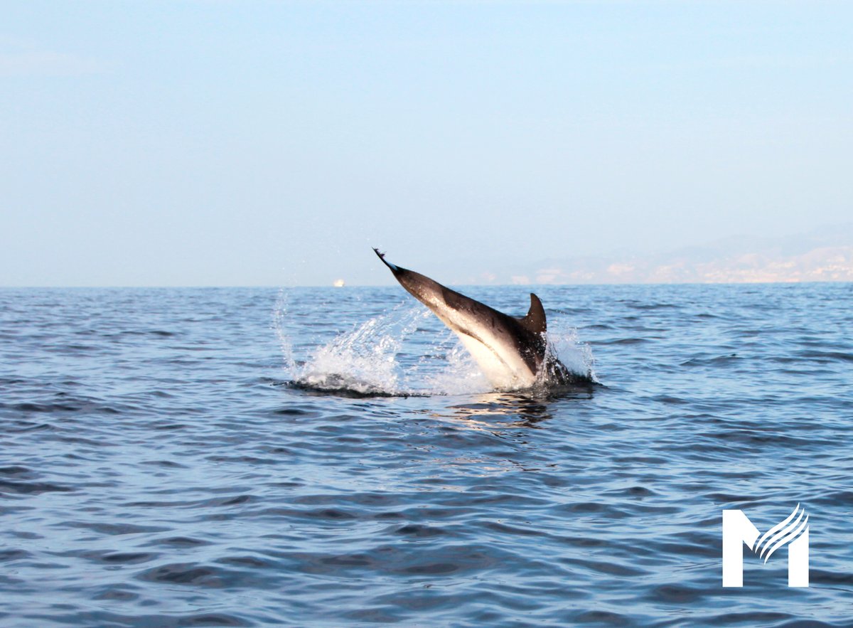 Los trabajos realizados han permitido poner en valor estos #mamíferosmarinos, como los delfines mulares (#Tursiopstruncatus), listados (#Stenellacoeruleoalba), comunes (#Delphinusdelphis) y, por supuesto, los calderones comunes (#Globicephalamelas) y grises (#Grampusgriseus)