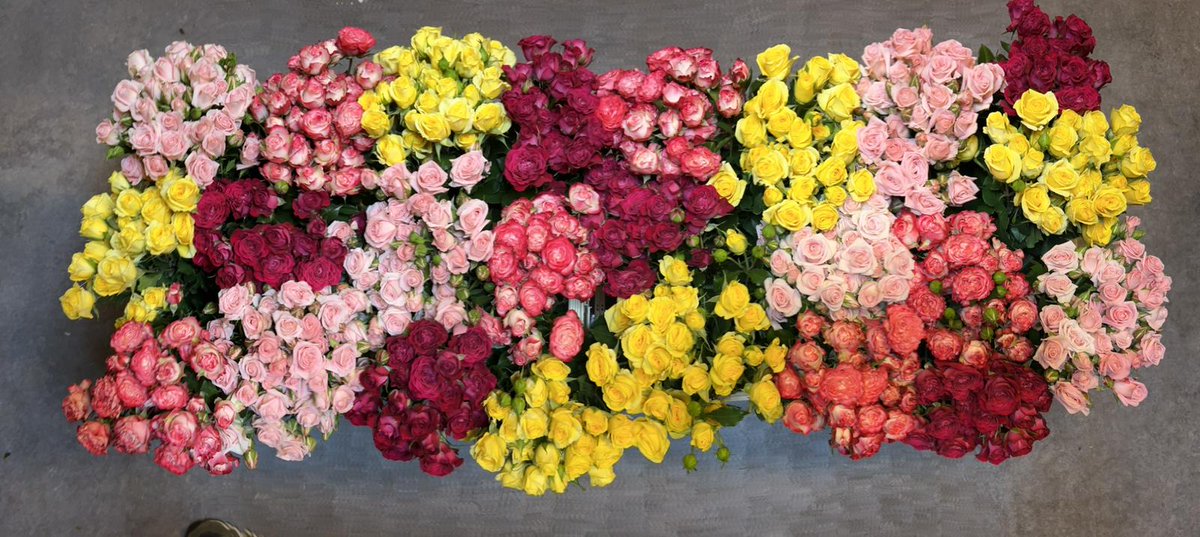 LatinSelections's tweet photo. A mix of different spray roses varieties from our Blossoms Spray Roses

For some, it is the colors, others all the sentiments and intriguing touch associated with each variety. What about you, what do you fancy about our spray roses?

#colourfulfuture #unitedselectionsbreeding https://t.co/A0fkr0dhz1