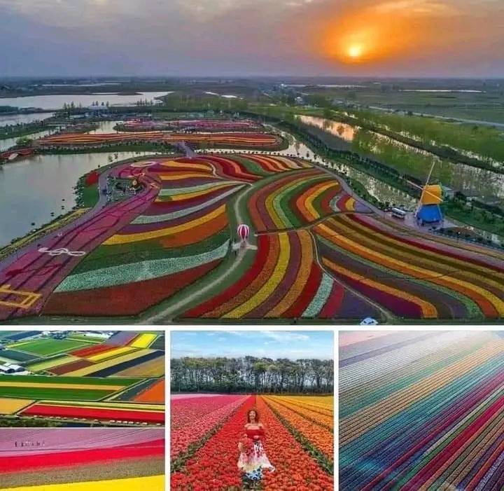 dosojoscafe's tweet photo. Tulipanes floreciendo en Holanda 🌷 https://t.co/OTG645uNtI