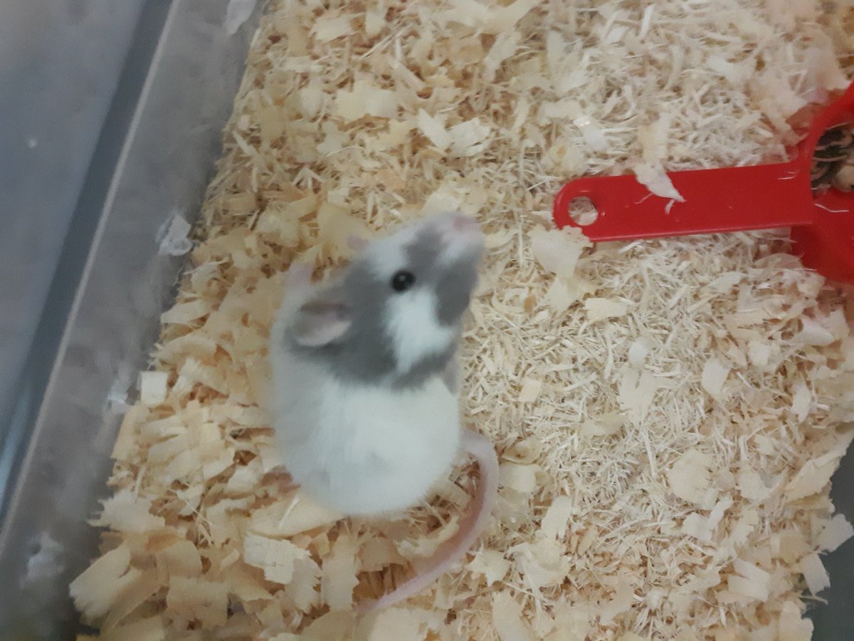 My dear rat Sam passed away last night. He will be missed, by both me and Dusty (our siamese). RIP little guy. I saved you from being eaten by a snake a few years ago, but I couldn't save you this time. I'm sorry buddy. You can rest now sweet baby. 🐀😢💔