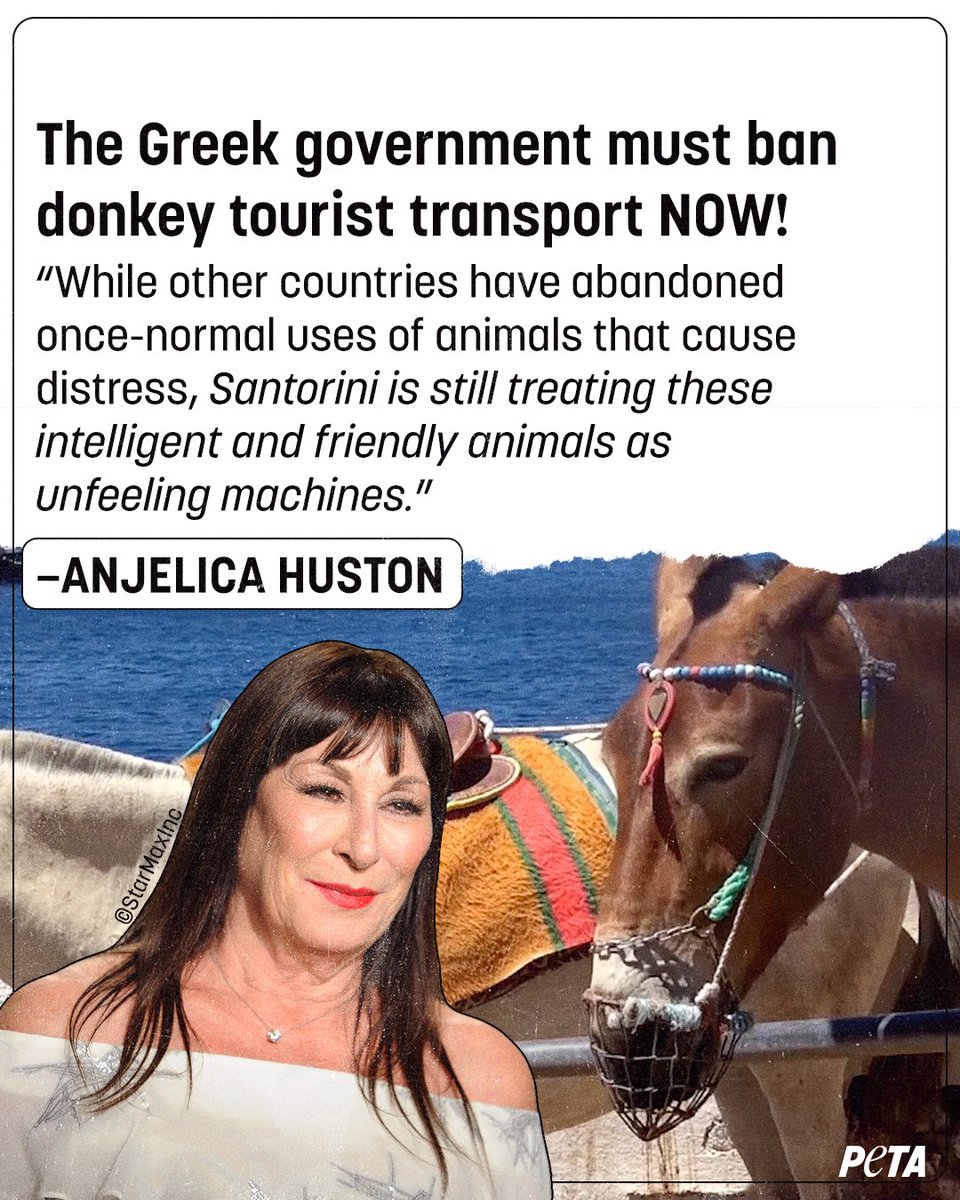 Handlers often beat & whip donkeys on Santorini while they're forced to carry heavy tourists under the blazing hot sun.
 
Join Oscar-winner & PETA Honorary Director @anjelicahuston in calling on Greece’s prime minister to protect donkeys & mules! peta.vg/3n64