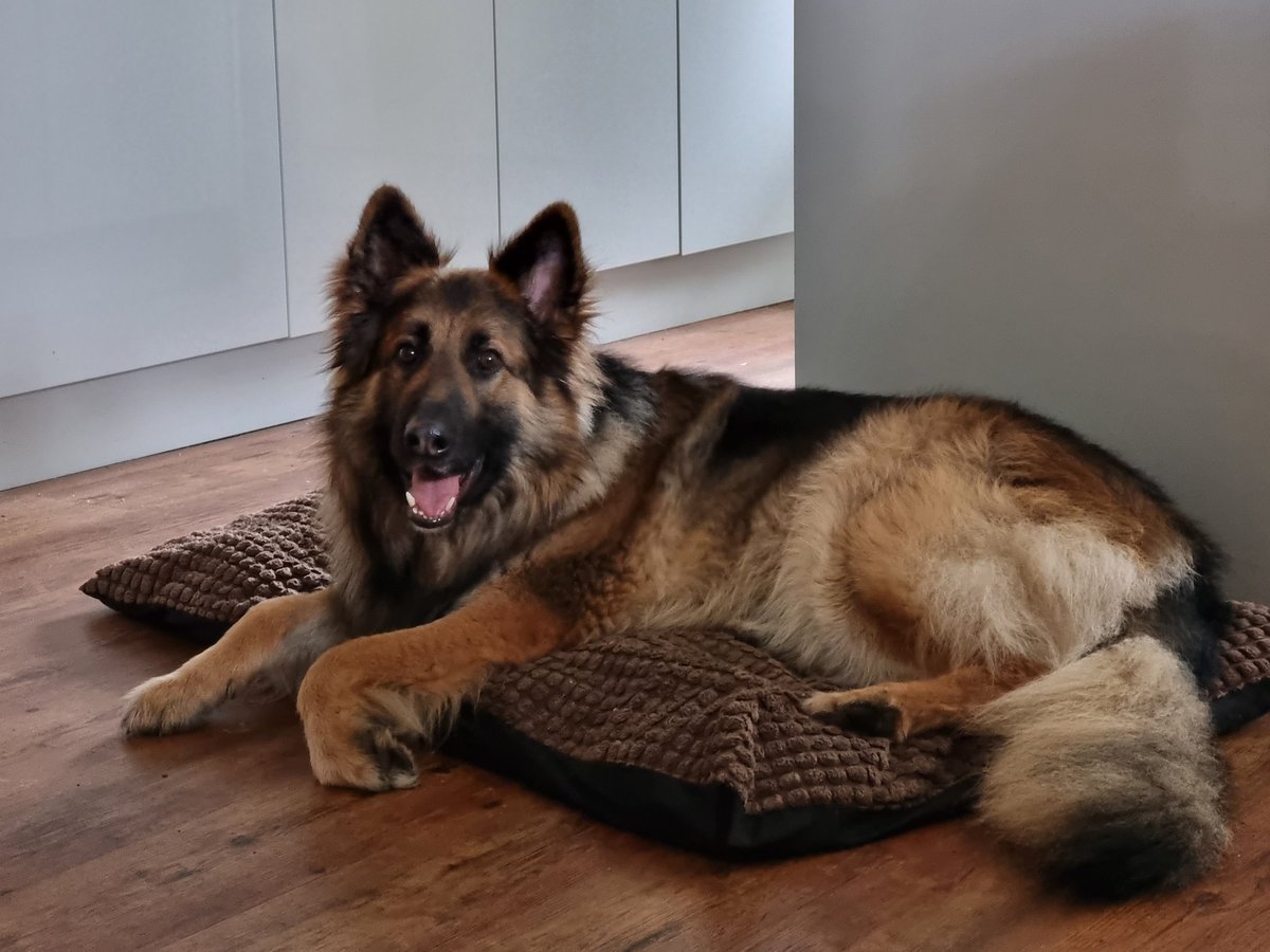GothicTendency's tweet photo. Bring on the Bank Holiday! Sun and cider please 🙏 🌞🍻 dog for cute factor 😍😁
#CashAppUK £GrahamDennison https://t.co/HHD9TXnLIw