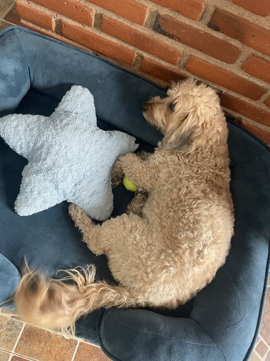 montecerrado's tweet photo. Who cures my depression 💜🐶 https://t.co/FRQ0H3HxwU