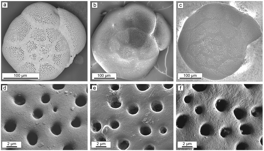 CommsEarth's tweet photo. The paleoseawater temperature record from the oxygen isotope compositions of fossil foraminifera tests may be biased by up to about 1 °C due to grain-boundary diffusion alone.

@carbonateTuri @stolacy 

https://t.co/KyzfMkkEQh https://t.co/8dqyJbkmB4