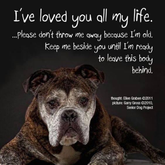 Dogs are forever, if you don't believe that then don't get one. #dogsareforever #AdoptDontShop
