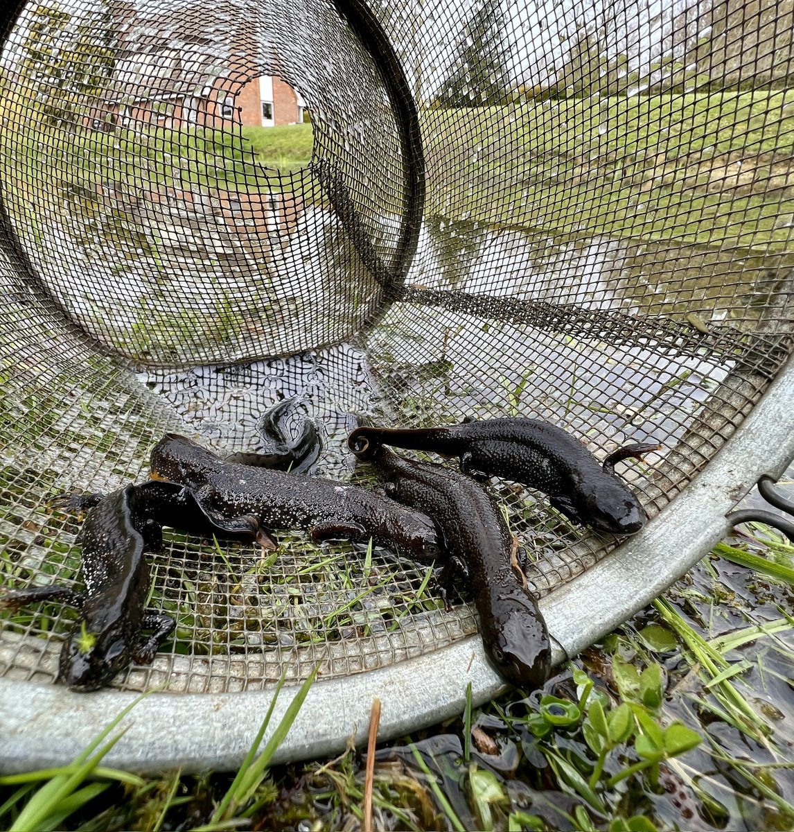 appliedecology's tweet photo. The cambridge office have been out completing great crested newt (GCN) surveys this week in Hertfordshire with 28 GCN recorded from 10 traps. Double-ended funnel traps were used to assist with population surveys #ecology #greatcrestednewt https://t.co/tD2JUzQtsF