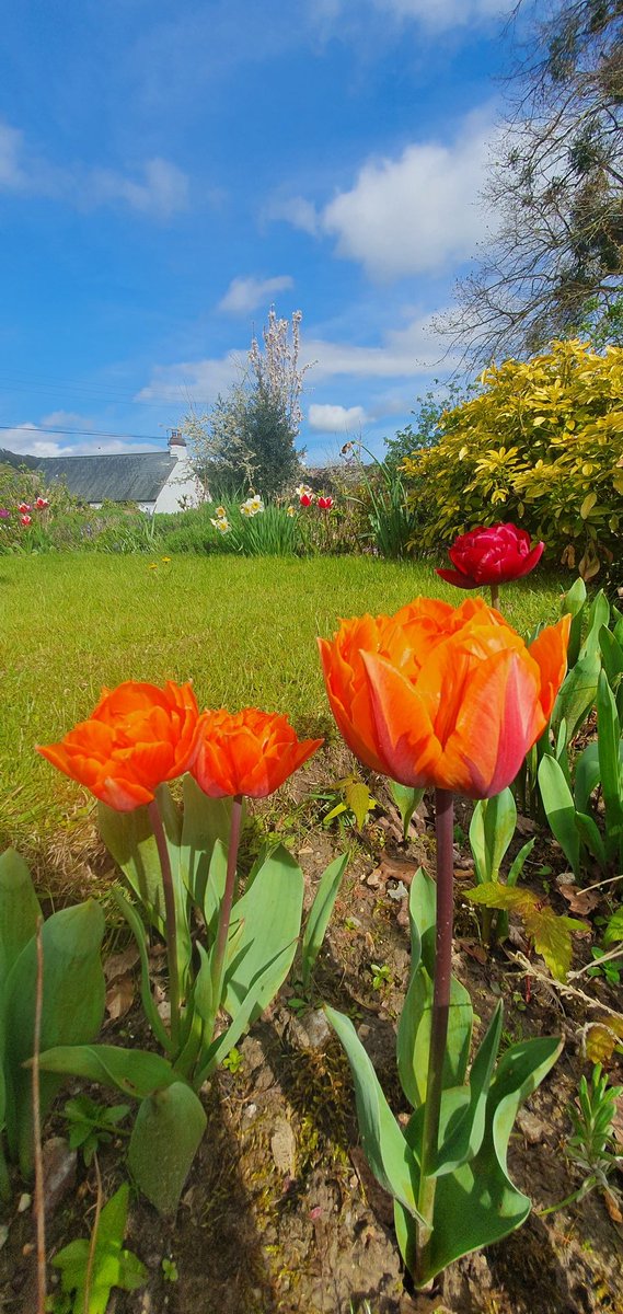 Spring has truly sprung here in beautiful Somerset on the first day of our treasured annual chamber course. Wonderful to be amongst old friends and to welcome new friends.

#chambermusic #musicwithfriends #soulfood #springhassprung