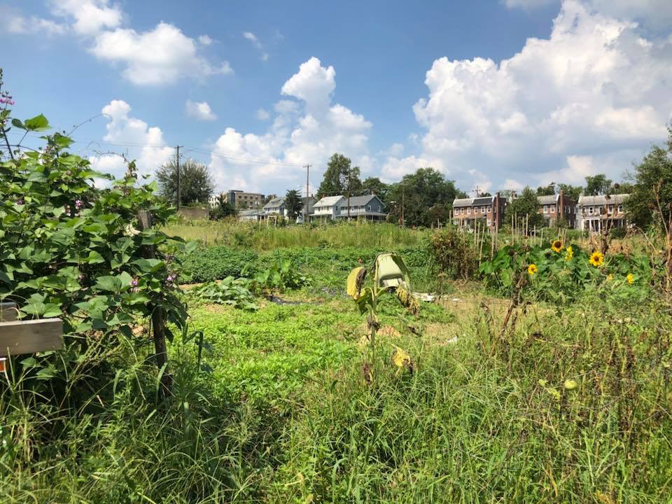 kevingilliganDC's tweet image. Want to learn more about our neighborhood community gardens? 🌱🌾🥦 Both Peabody Community Garden and Blair Road Community Garden will be joining #ANC4B's Earth Day Resource Fair (4/29, 11-2, Whittier ES) to share information with neighbors about their gardens.