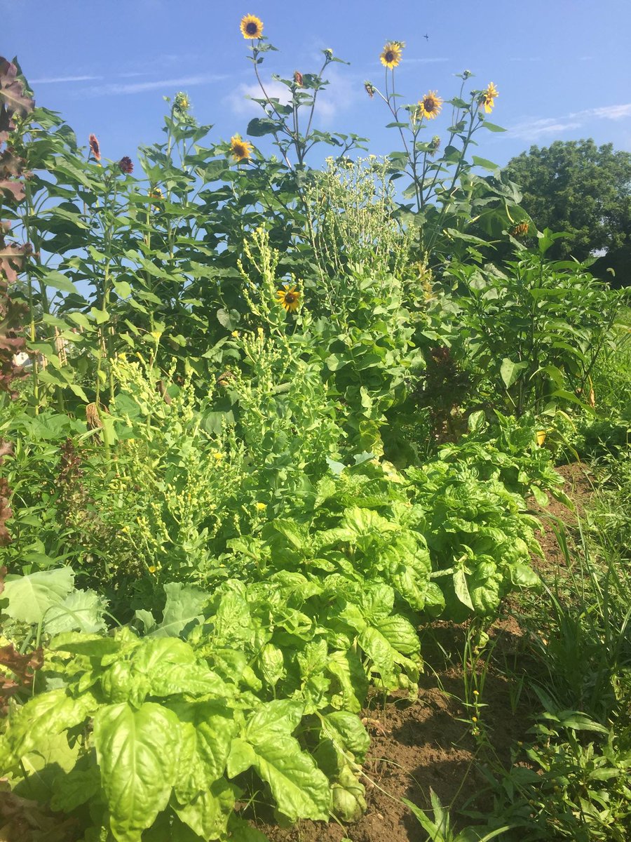 kevingilliganDC's tweet image. Want to learn more about our neighborhood community gardens? 🌱🌾🥦 Both Peabody Community Garden and Blair Road Community Garden will be joining #ANC4B's Earth Day Resource Fair (4/29, 11-2, Whittier ES) to share information with neighbors about their gardens.