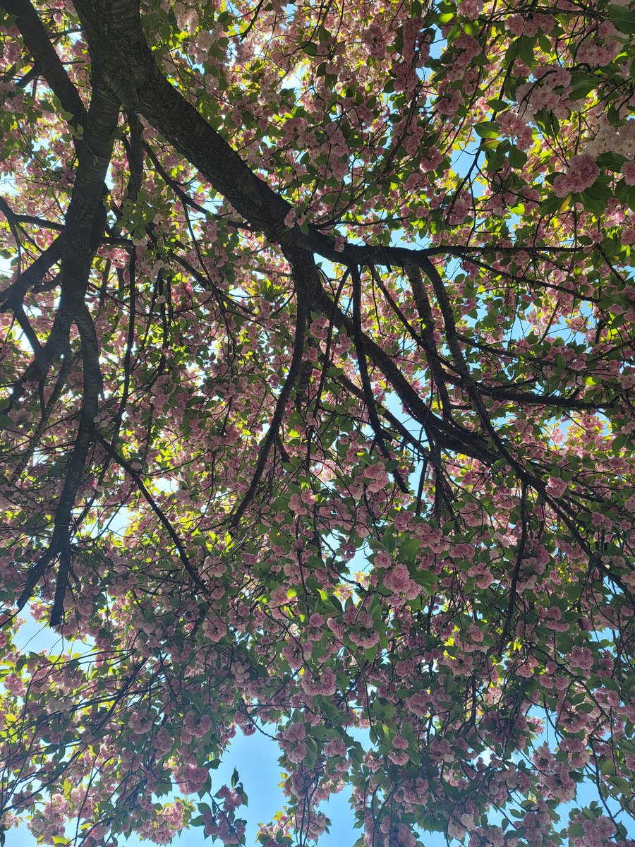 PhillyEnginerd's tweet photo. @AWWANJ The view from my hammock under my favorite tree. It is lovely and the blooms blow away too soon so I make a point to appreciate it when I can. https://t.co/HSraYQ9zfL