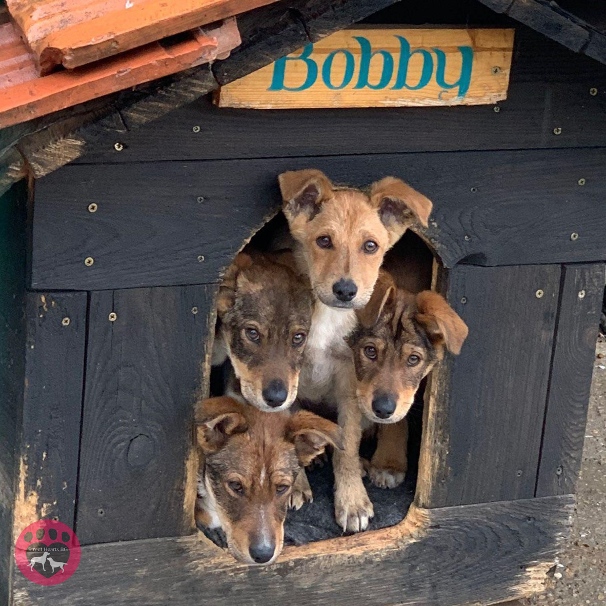 URGENT APPEAL: We are in need of help. Our most recent vet bill came to a jaw-dropping 9,000 leva (around £4,047). During 2023, we've spent 34,758 leva (around £15,671) in vet fees alone. Please, even if you're only able to spare one pound, dollar, euro, or lev, consider donating