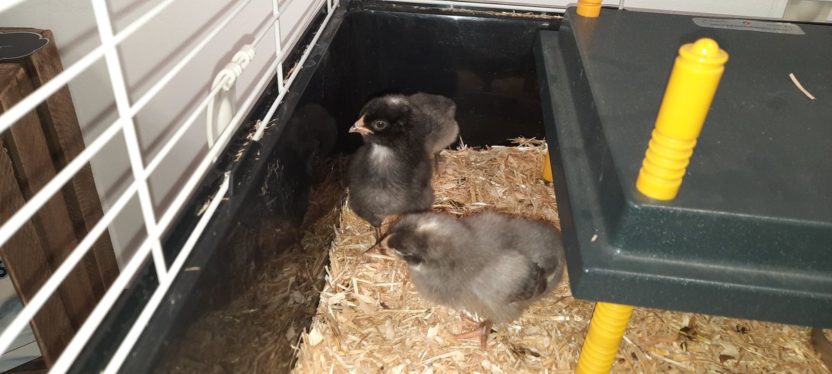 Albany Infant and Nursery School tweet media